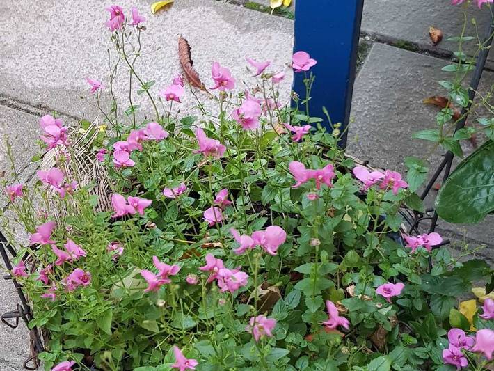 Ferienwohnung für 4 Personen, mit Garten in Lutherstadt Wittenberg und Umgebung - 2