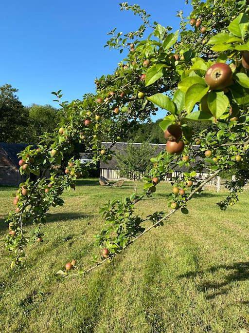 Location de vacances pour 8 personnes, avec terrasse à Neuville-sur-Touques - 2
