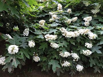 Log Cabin for 5 Guests in Fontana Lake, Graham County, Picture 1