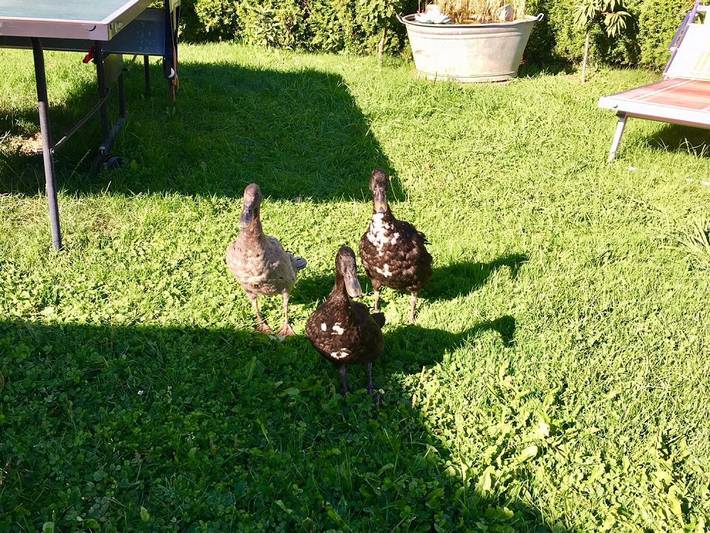 Ferienwohnung für 4 Personen, mit Terrasse und Garten sowie Pool in Oberreute - 4