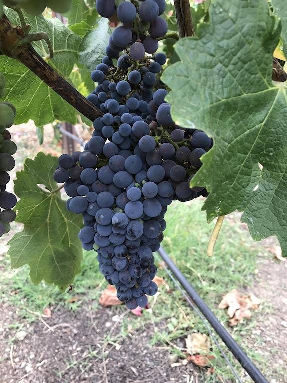 Location de vacances pour 6 personnes, avec jardin à Napa - 3