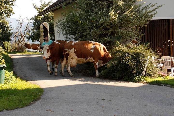 Agriturismo für 3 Personen, mit Garten in Spittal an der Drau - 3