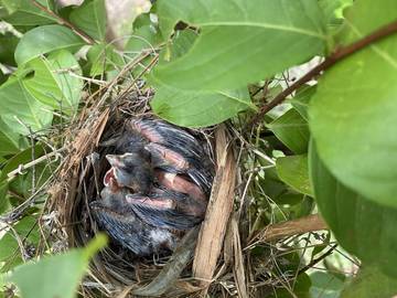 Log Cabin for 4 People in Texas Hill Country, Texas, Photo 3