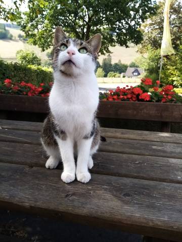 Vacation Rental for 4 Guests in Schmallenberg, Sauerland, Picture 2