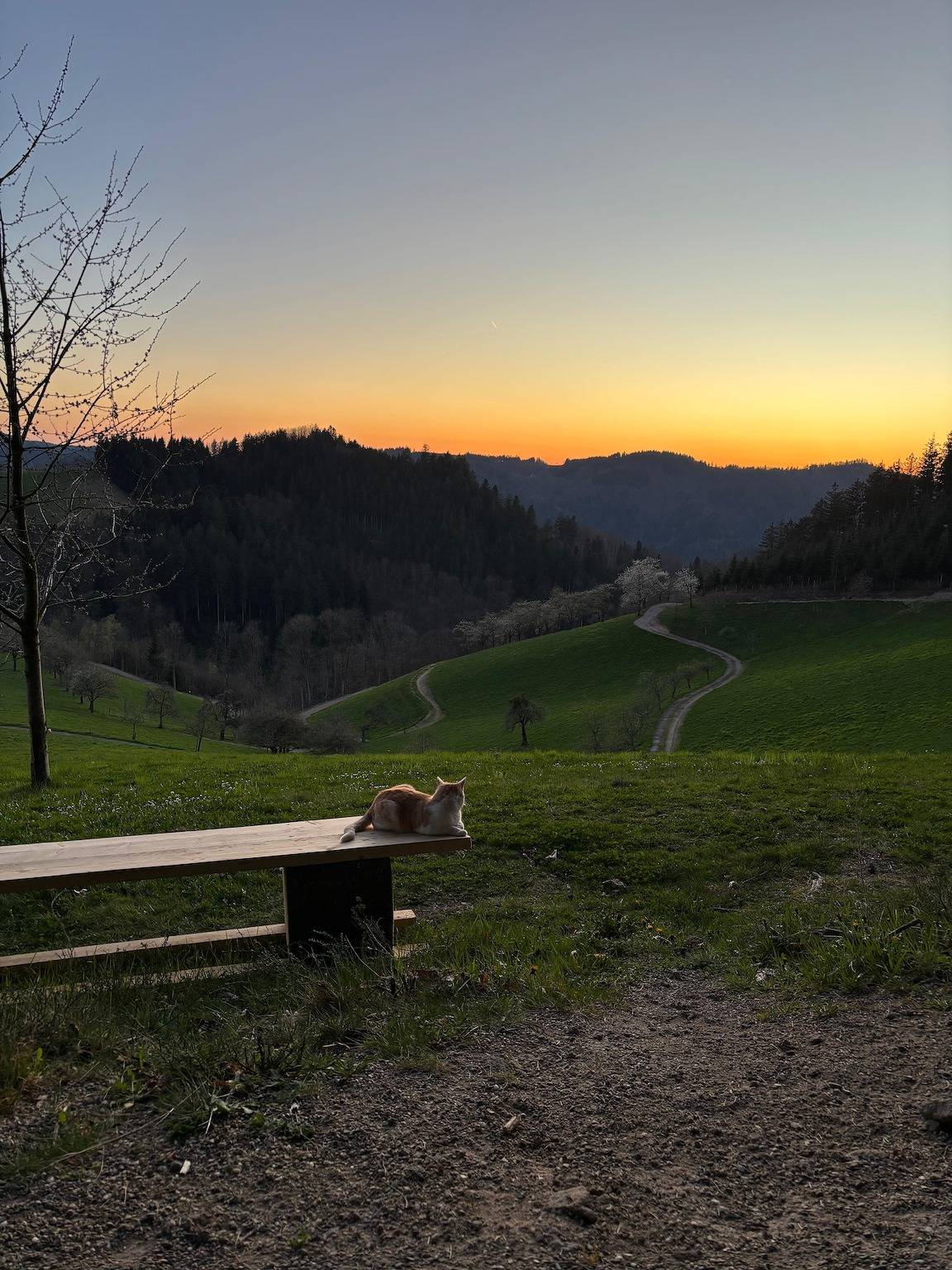 Ganze Wohnung, Apartment 'Moosblick' mit Balkon und Wlan in Oppenau, Mittlerer Schwarzwald