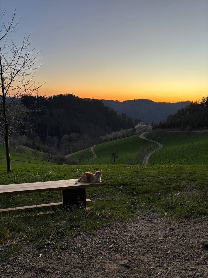 Ferienwohnung für 4 Personen, mit Balkon in Nationalpark Schwarzwald - 3