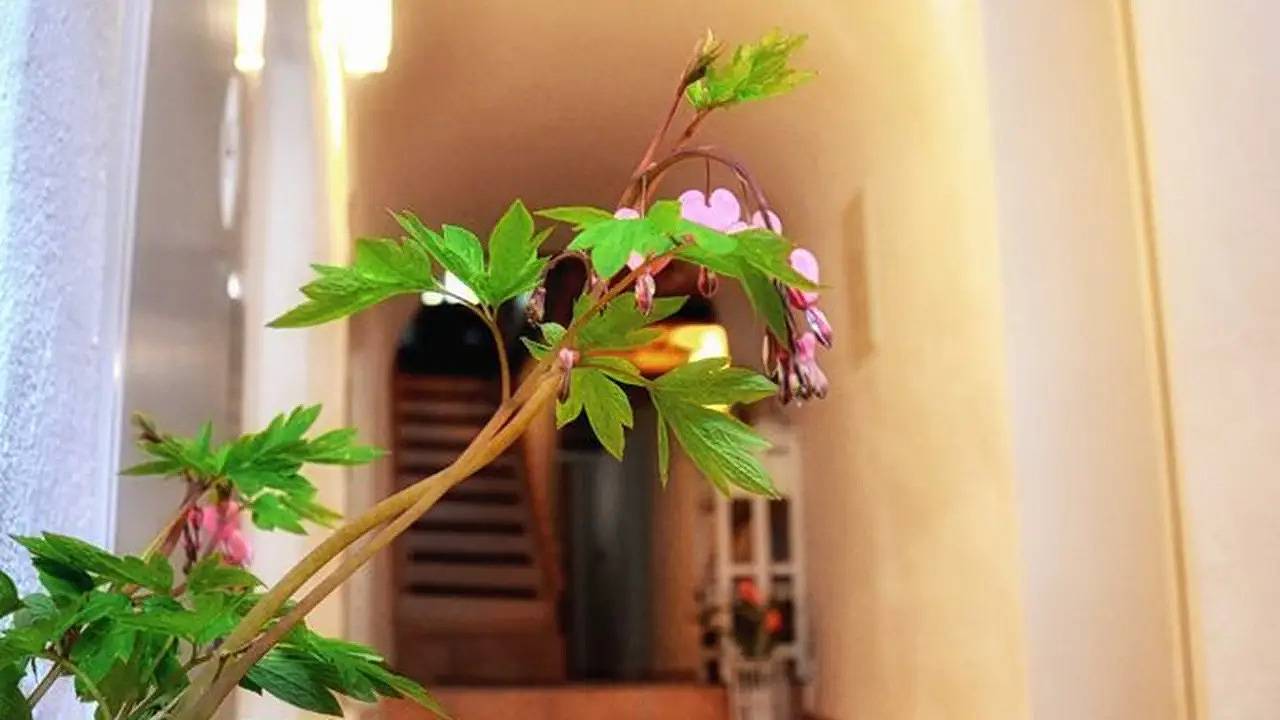 Ganze Ferienwohnung, Ferienwohnung für 1 Person (15 m²) in Görlitz in Görlitz, Oberlausitz-Niederschlesien