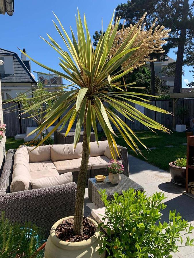 Chambre d’hôte pour 3 personnes, avec vue et jardin dans Coxyde-les-Bains - 4