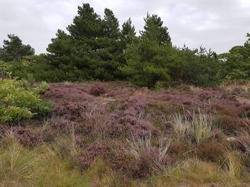 Ferienhaus für 4 Personen in Sønderstrand, Havneby, Bild 4