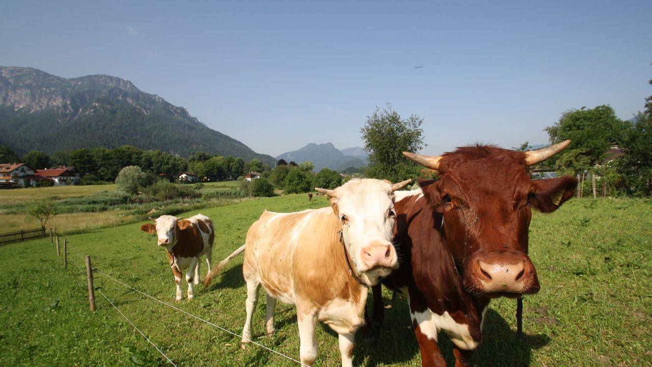 Ganze Ferienwohnung, Ferienwohnung für 3 Personen (50 m²) in Bayerisch Gmain in Bayerisch Gmain, Bayerische Alpen