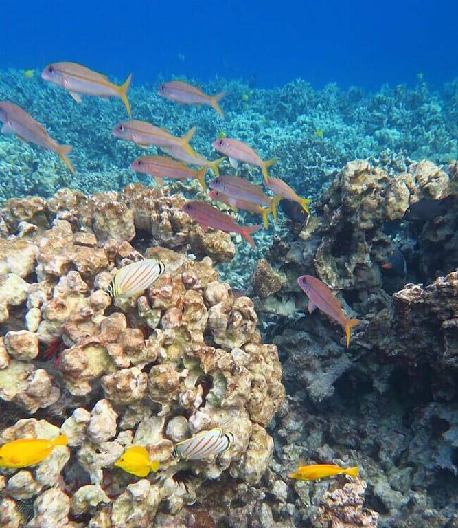 Ganze Wohnung, Cozy 2br 1ba Apt in Waiakea Villas with work space in Hilo, North Hilo