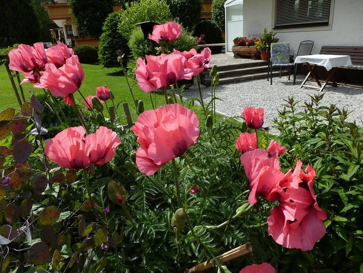 Ferienwohnung für 2 Personen, mit Balkon in Eben am Achensee - 4