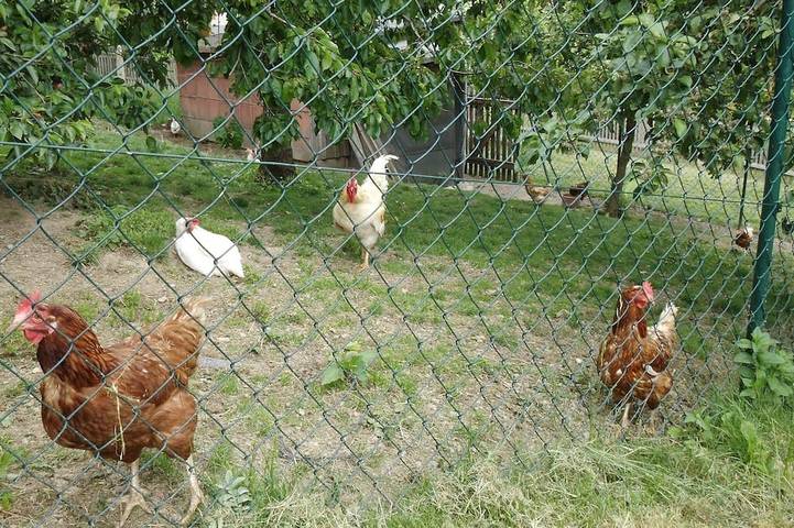 Ferienwohnung für 4 Personen, mit Garten in Schwarzenbach am Wald