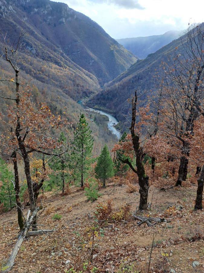 Tara Rafting kamp Hedera in Republika Serbska