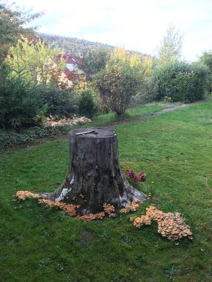 Ferienwohnung für 5 Personen, mit Garten und Ausblick in Fischbachtal