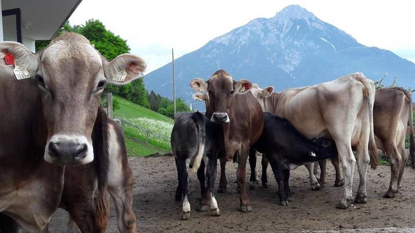 Ferienwohnung für 8 Personen, mit Garten in Arzl im Pitztal - 4