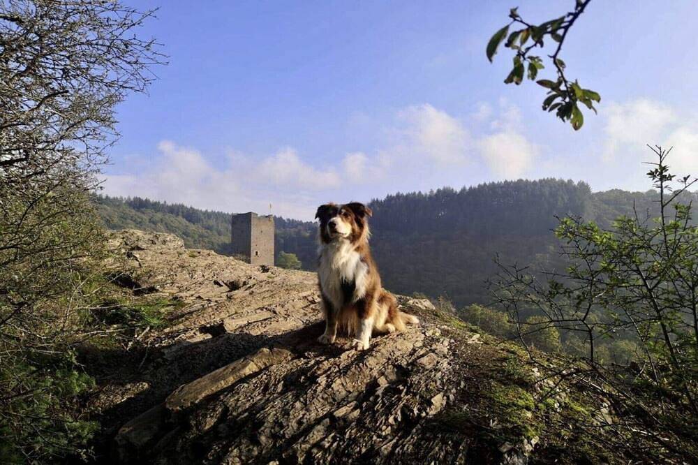 Appartement Kleine Auszeit Eifel, foto 11