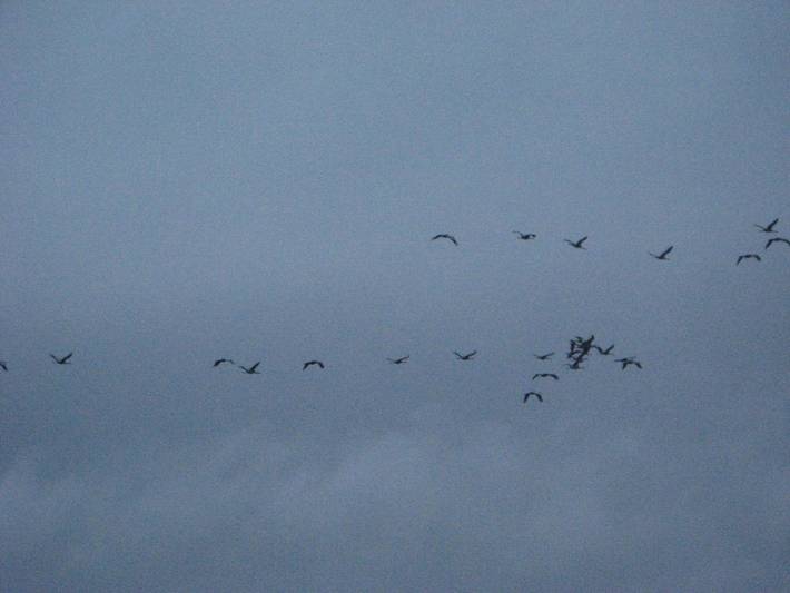 Location de vacances pour 4 personnes, avec jardin et vue dans Morcenx-la-Nouvelle - 2