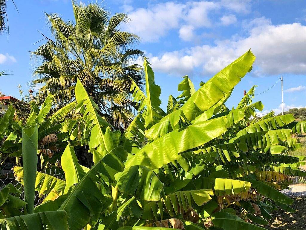 Eco Banana Home in Messenien