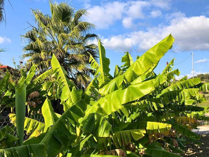 Bungalow für 3 Personen, mit Terrasse und Garten auf den Peloponnes - 4
