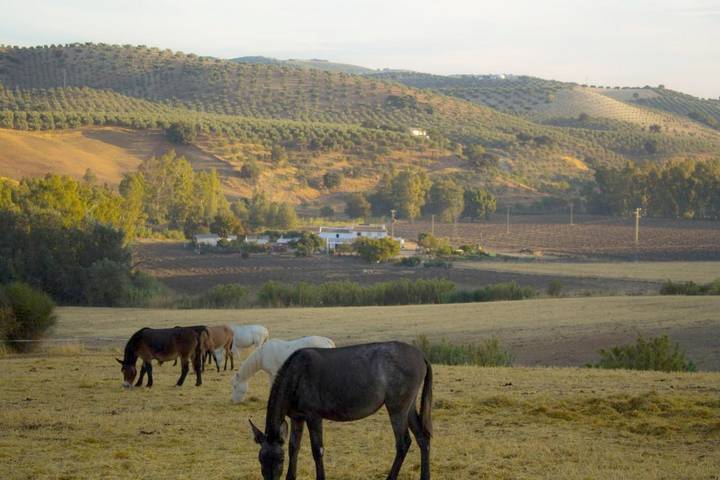 Casa rural para 22 personas, con jardín además de vistas y piscina, Familias con niños en Pruna - 4