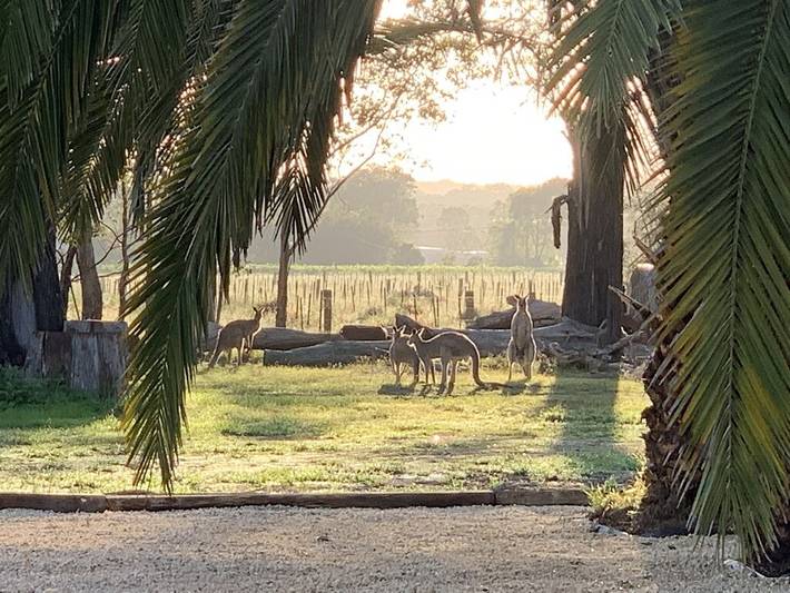 Holiday home for 20 people, with balcony and garden, with pets in Hunter Valley