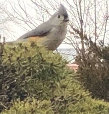 Maison d’hôte pour 9 personnes, avec jardin dans Missouri