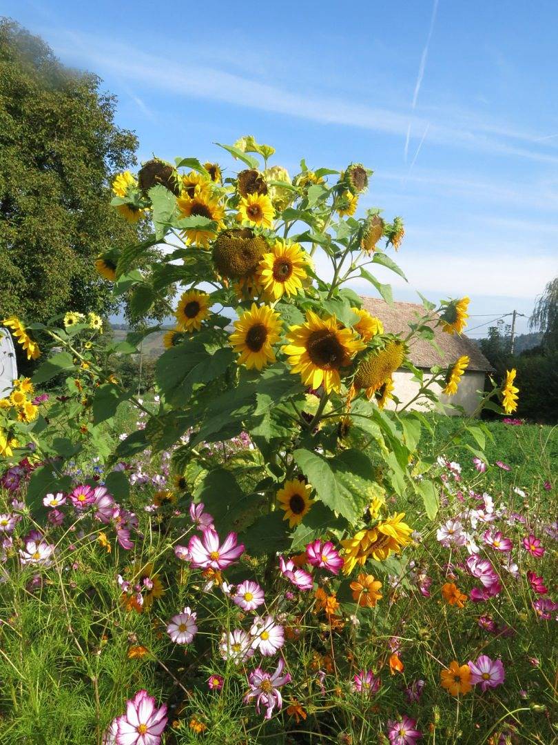 Chambres et table d'hôtes Les Ombelles - Chambre Guêpier d'Europe in Lalley, Isère