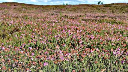 Bungalow für 7 Personen in Henne Strand, Westjütland, Bild 1