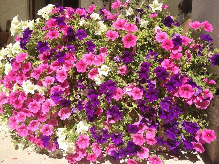 Ferienhaus für 4 Personen, mit Garten in Bodenmais - 2