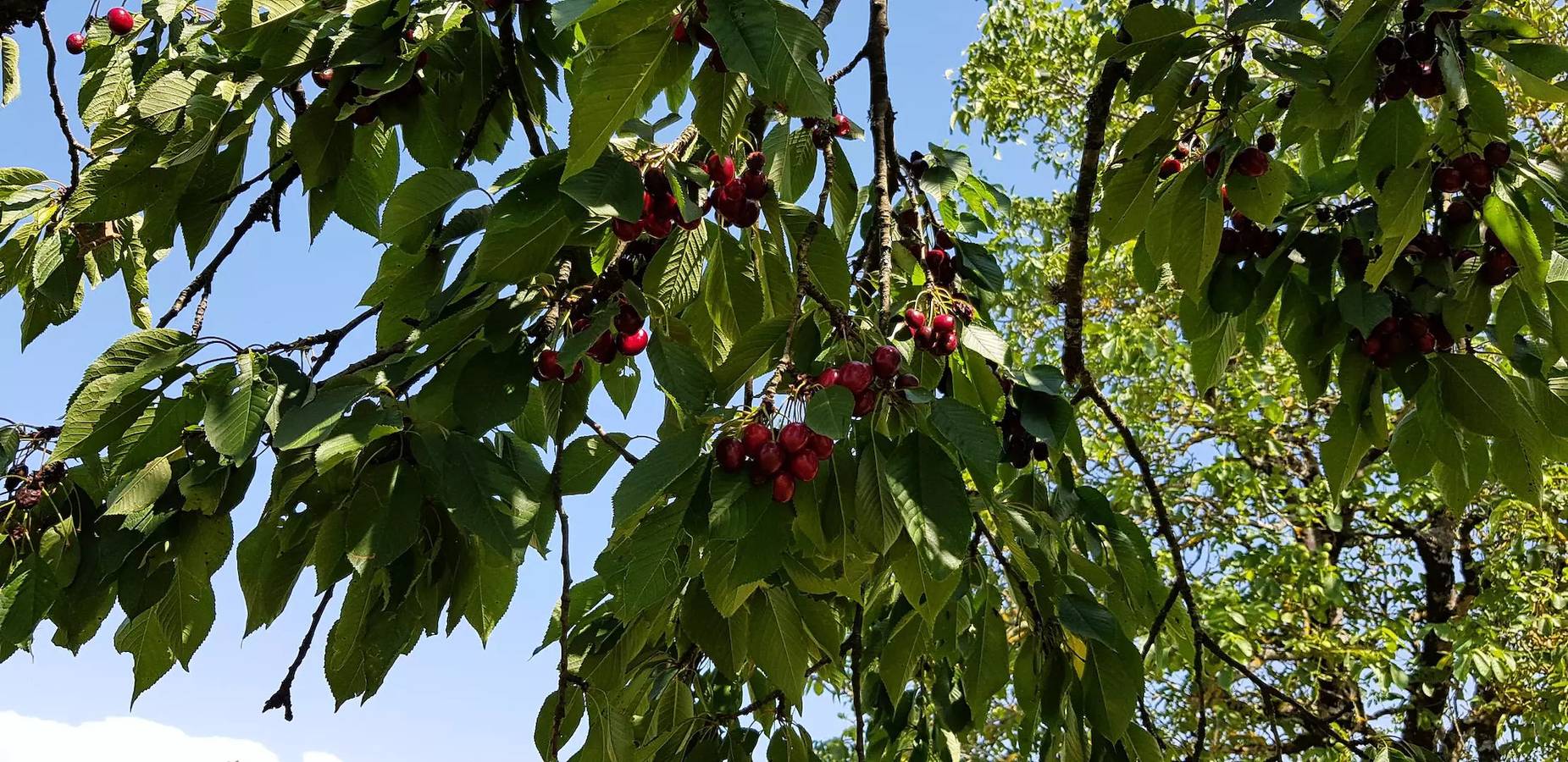 Gîte de France 7 personnes in Albussac, Région de Tulle
