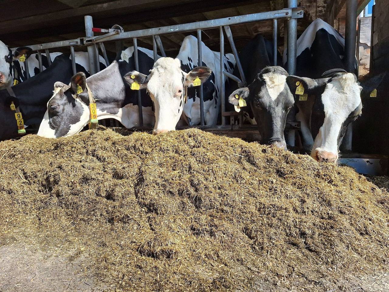 Ganze Ferienwohnung, Hof Meinert - Ferienwohnung in Kollmar, Kreis Steinburg