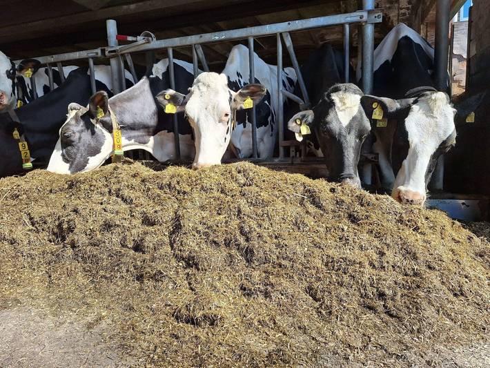 Ferienwohnung für 5 Personen, mit Garten in Kollmar - 3