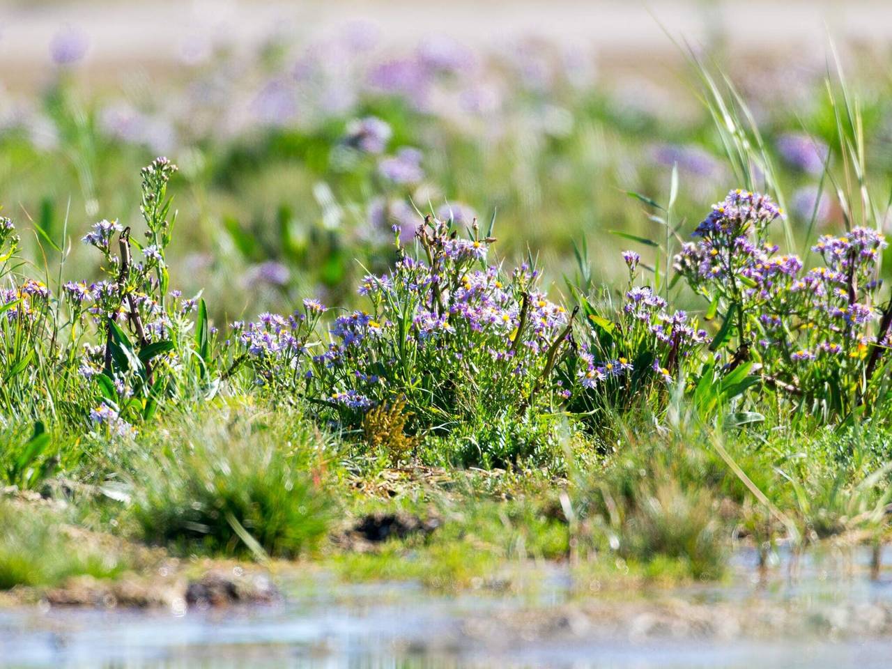 6 Personen Ferienhaus in Fanø in Rindby, Fanø