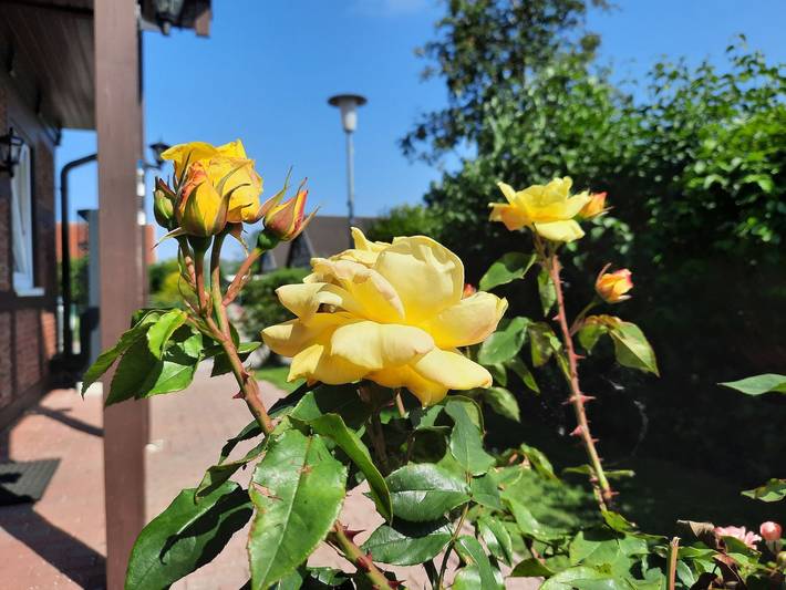 Ganze Ferienwohnung, Ferienhaus Sasse Ferienwohnungen mit Garten & Grill - Ferienwohnung 2 in Mölschow, Usedomer Norden
