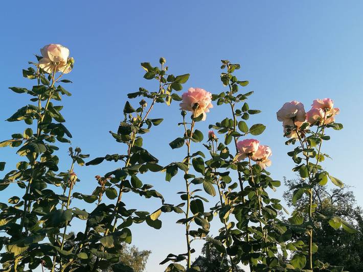 Ferienwohnung für 3 Personen, mit Garten in Senftenberg - 4