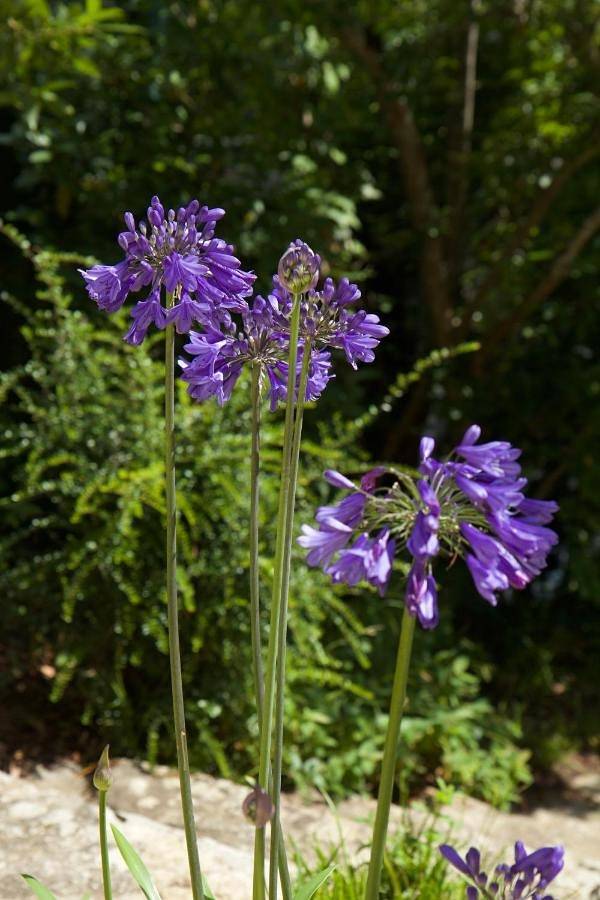 Location de vacances pour 2 personnes, avec terrasse et piscine ainsi que vue et jardin à Brive-la-Gaillarde - 3