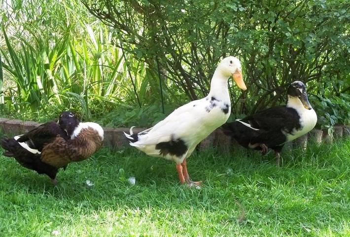Ferienhaus für 2 Personen, mit Terrasse und Garten sowie Ausblick und Sauna, mit Haustier im Zillertal - 4