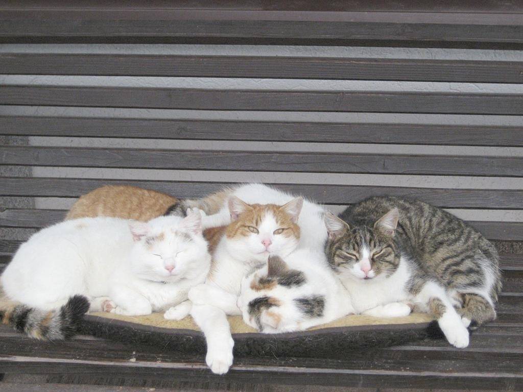 Ganze Ferienwohnung, Appartement/Fewo, Dusche, Wc, 2 Schlafräume in Walchsee, Kaiserwinkl