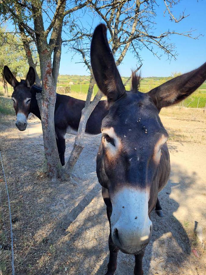 Location de vacances pour 6 personnes, avec vue ainsi que jardin et piscine à Tourbes - 2