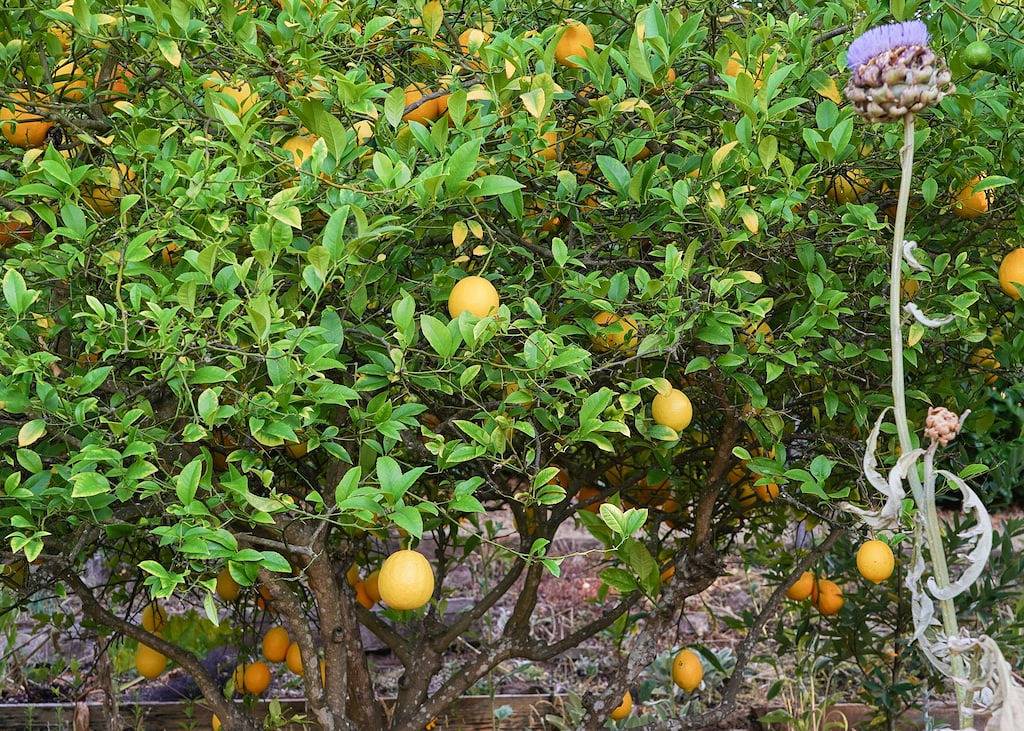 Annadel House Retreat- Stunning Wine Country Luxe! in Santa Rosa, California North Coast