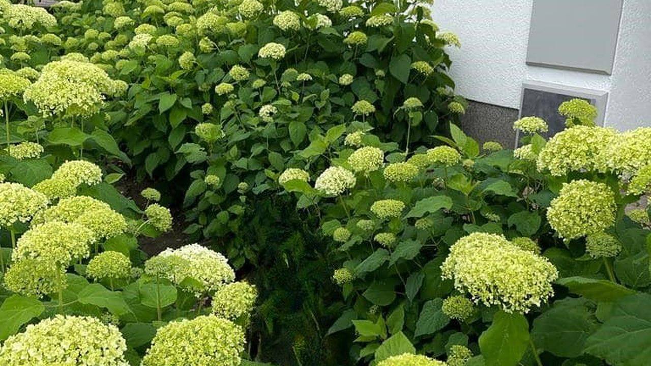 Ferienwohnung für 4 Personen (98 m²) in Bad Bentheim — Bild 2