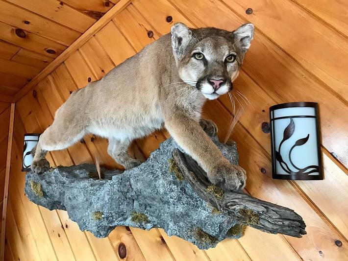 Log cabin for 5 people, with terrace and garden in Vermont