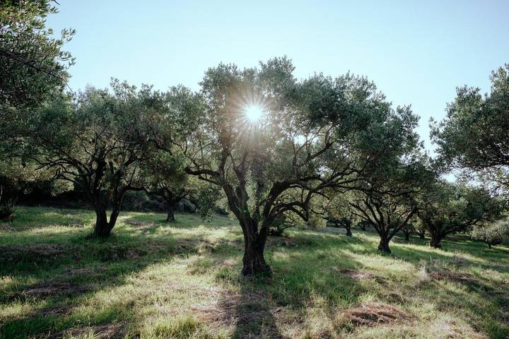 Tente pour 2 personnes, avec jardin, animaux acceptés en Dalmatie - 2