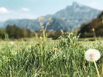 Ferienwohnung für 2 Personen, mit Garten und Seeblick am Mondsee