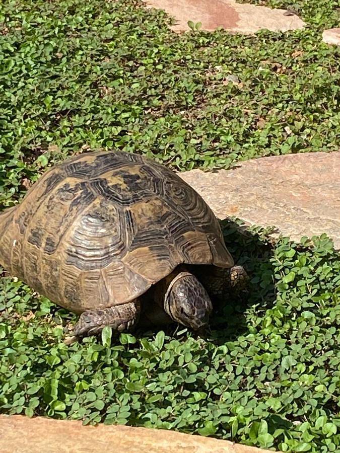 Location de vacances pour 4 personnes, avec jardin ainsi que vue et piscine à Saint-Raphaël - 2
