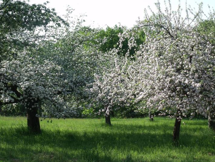 Ferienwohnung für 3 Personen, mit Garten in Kaiserslautern - 3