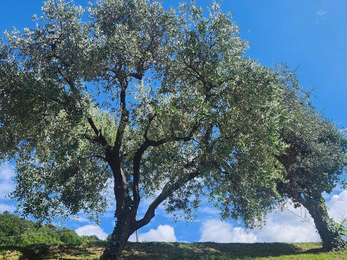 L' Oliva Nera in Menzino, Monte Isola