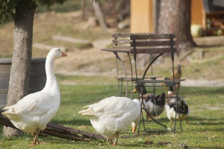 Casa rural para 4 personas, con Balcón y Terraza además de Jardín y Piscina para niños en Darnius - 2