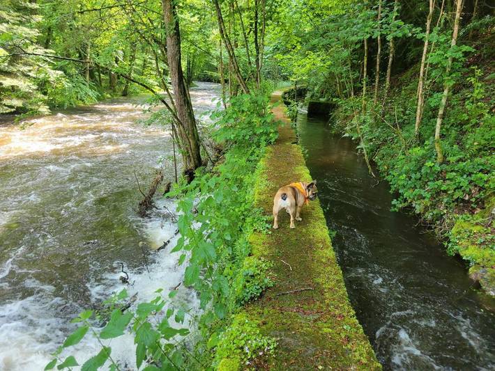 Gîte pour 5 personnes, avec vue et jardin, animaux acceptés à Treignac - 3